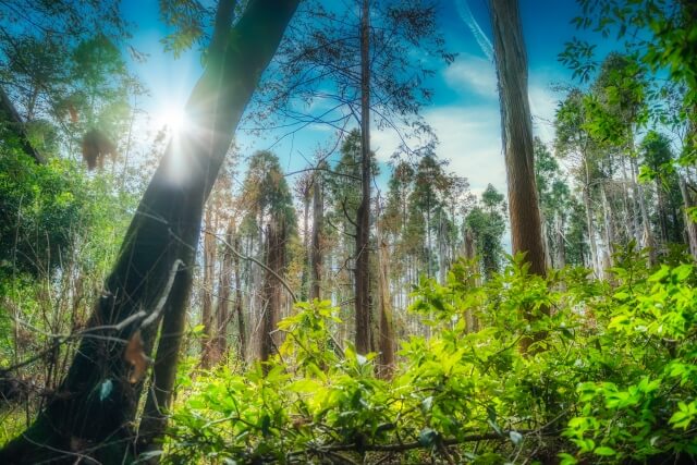 映画 ジャングルクルーズ はimaxと4dどっちで見た方が楽しめる 通常版は見ない方がいい